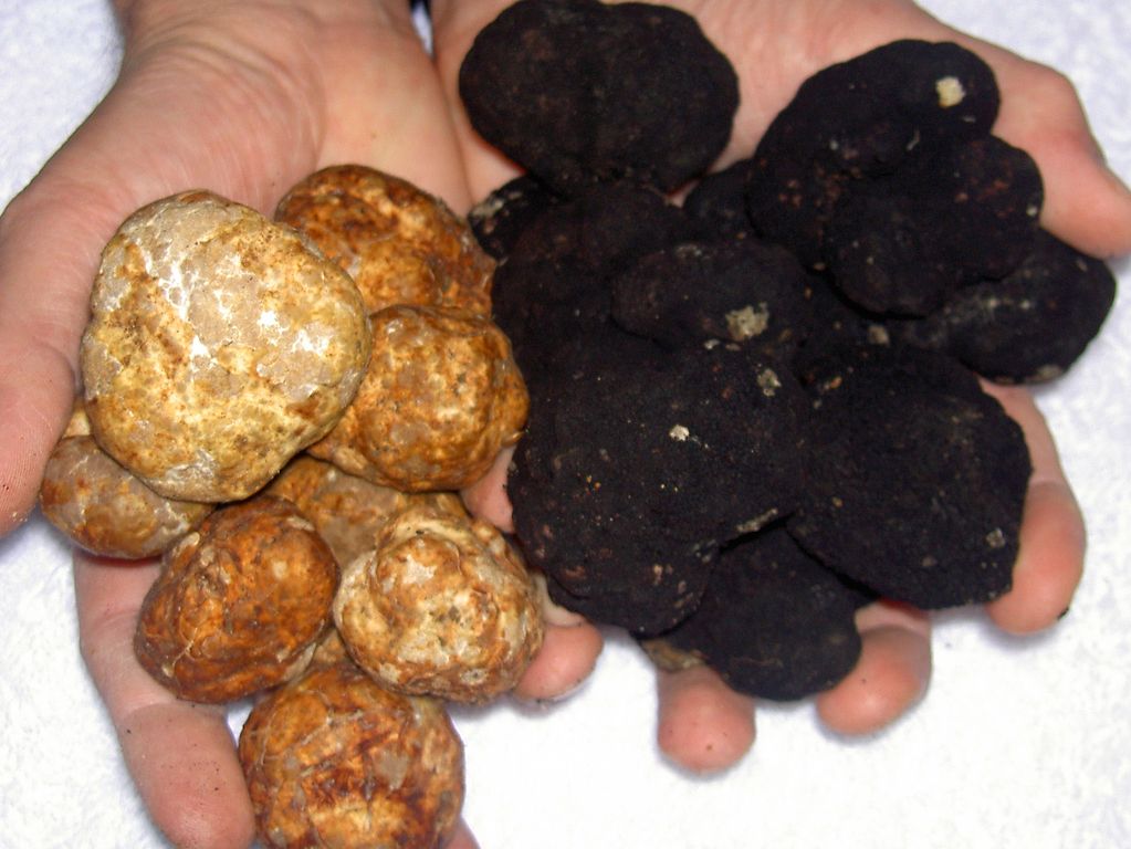 Black and White Truffles of Le Marche, Italy