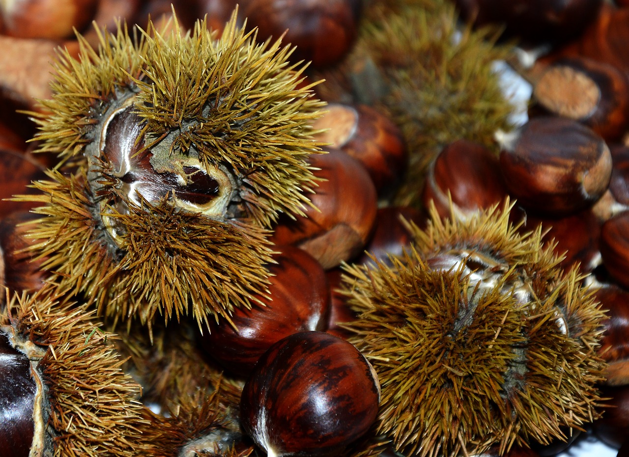 Marche chestnuts