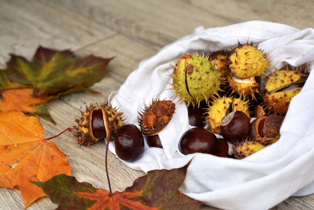 Why not try the Marche’s unique chestnuts?