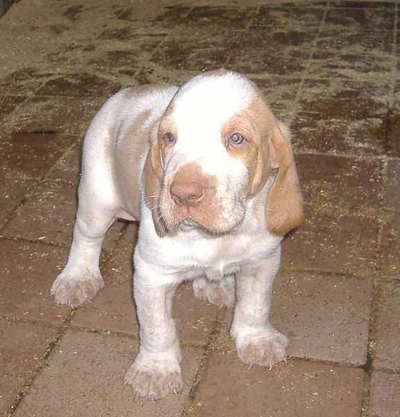 Bracco italiano puppy