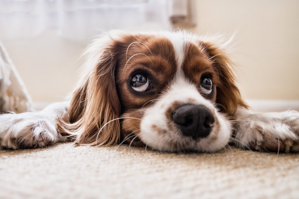 Pets vaccination in Italy