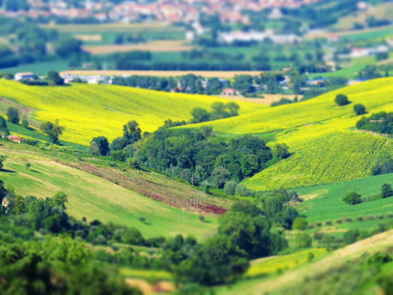alt="Green hills of Le Marche Italy" 