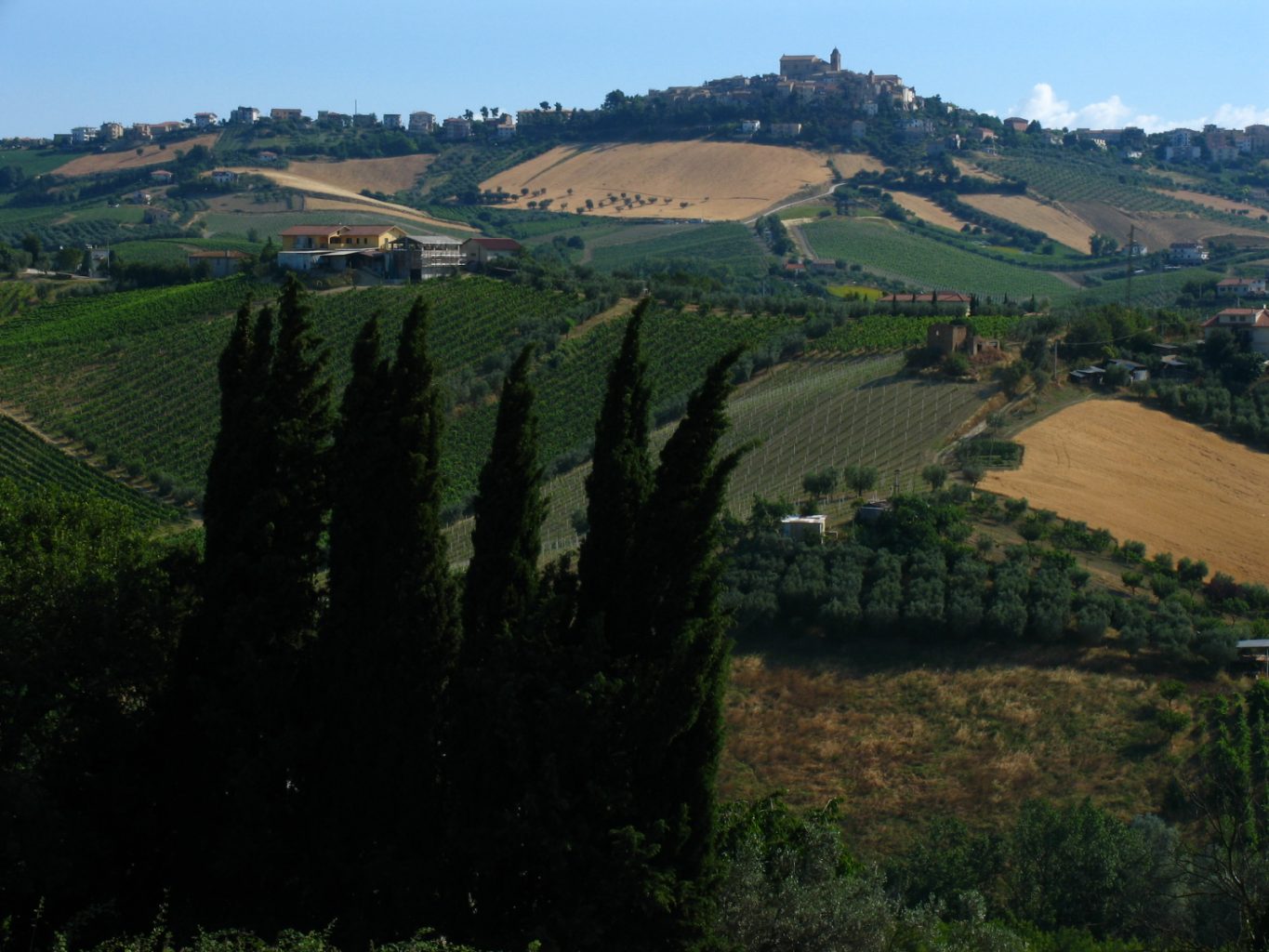 alt="Vineyards in le Marche"