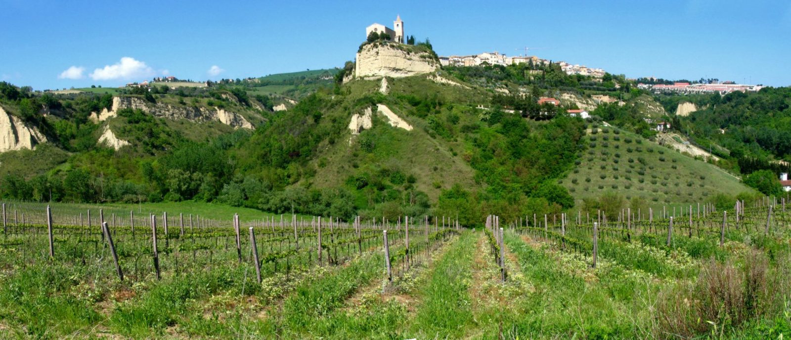 alt=" Offida Le Marche landscape and vineyards"