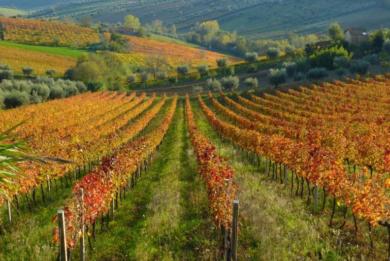 Why Should You Give the Marche Wine Region a Chance? - ITALY 4 travellers