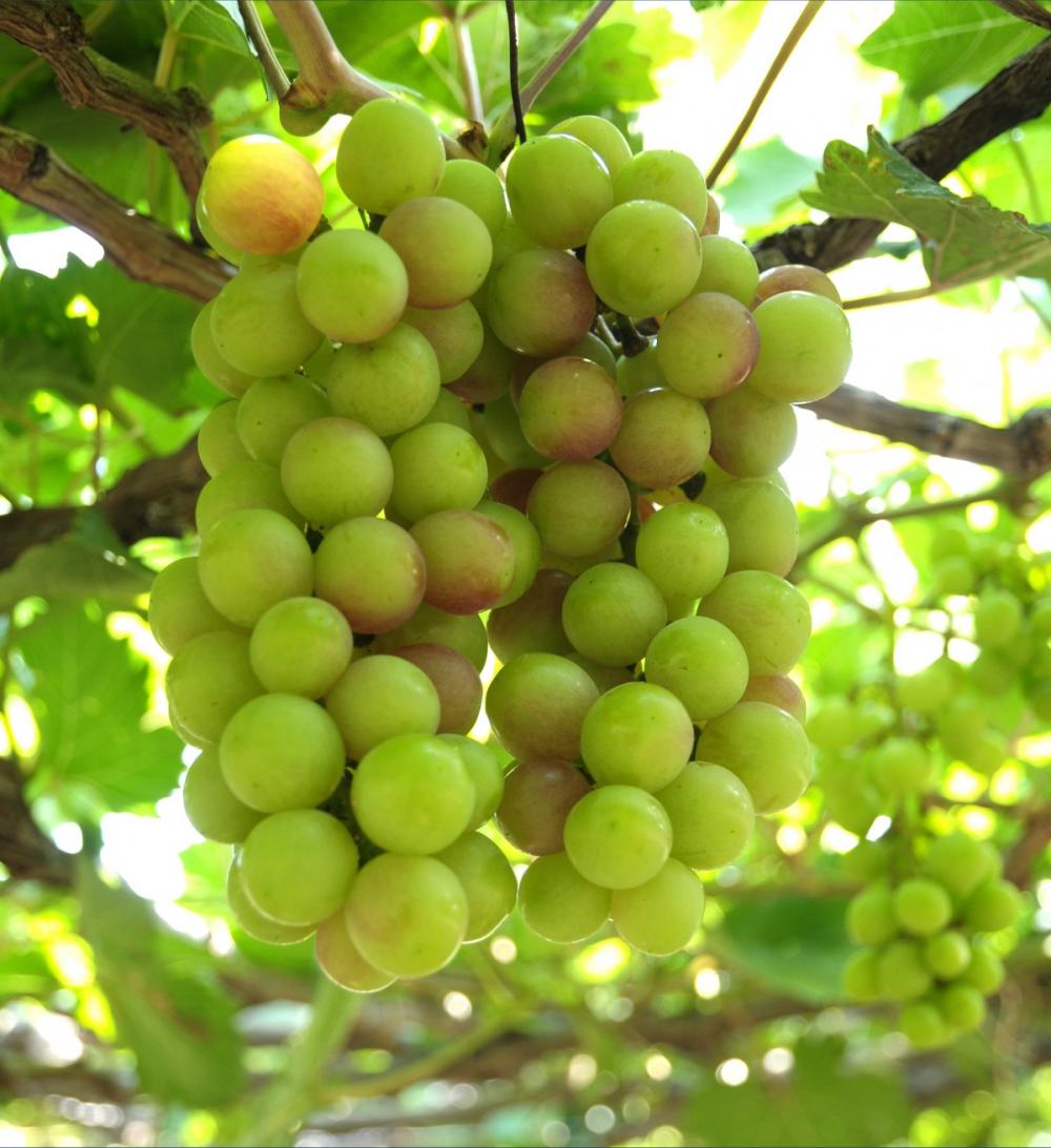 alt="Verdicchio's grapes"